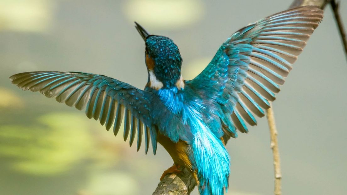 De rug van de ijsvogel