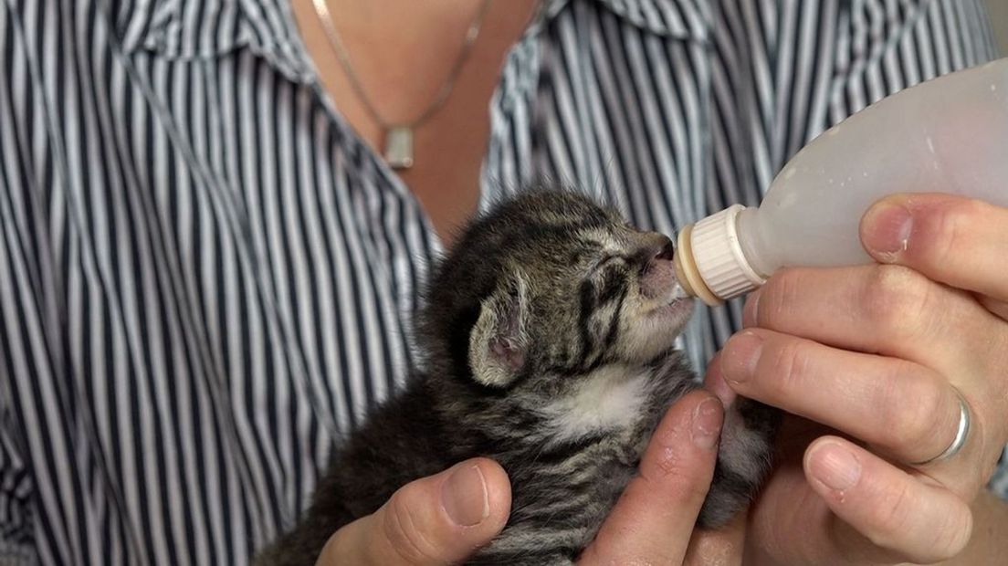 Een vier weken oude kitten krijgt de fles.