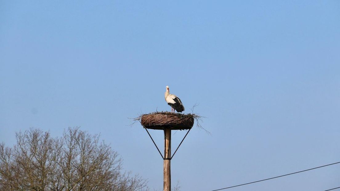 Ooievaarsnest De Lutte weer bewoond
