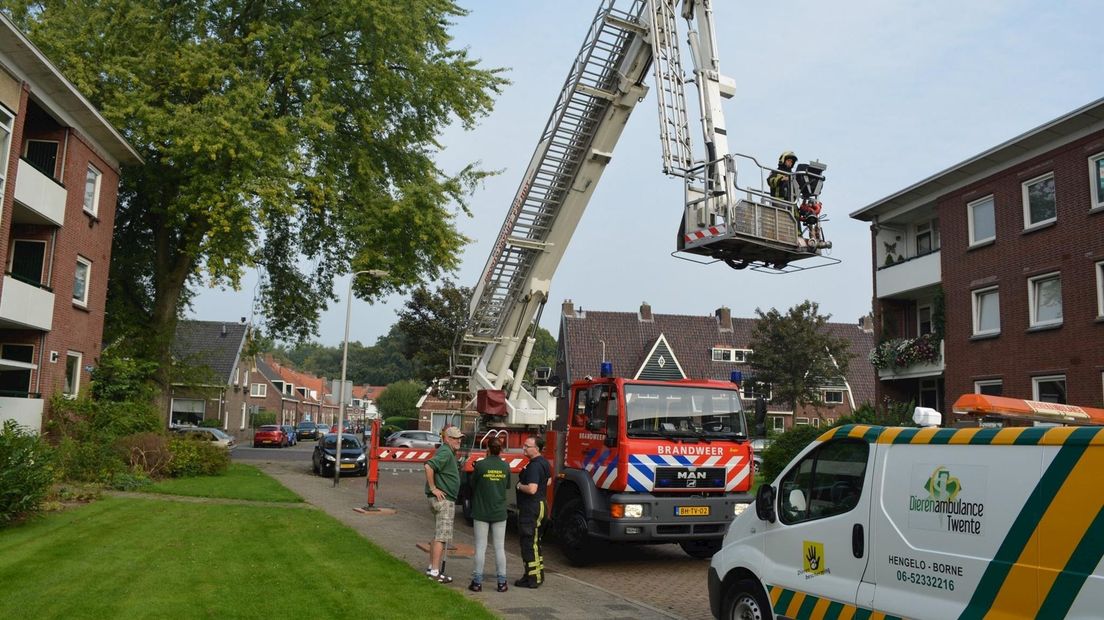 Pelikaan in boom Hengelo