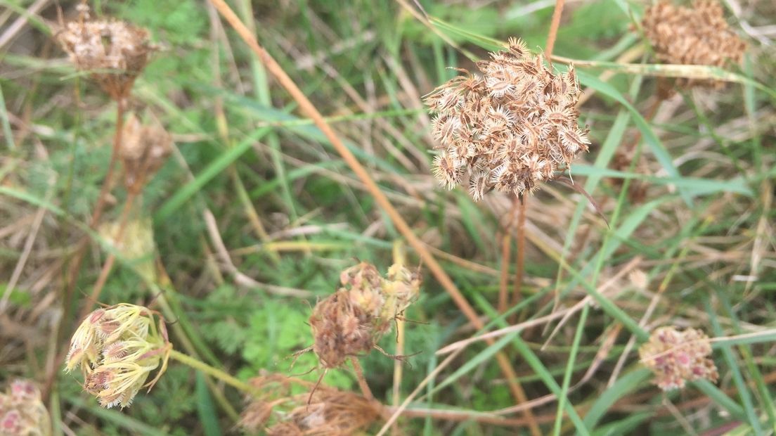 Verdorde bloemen