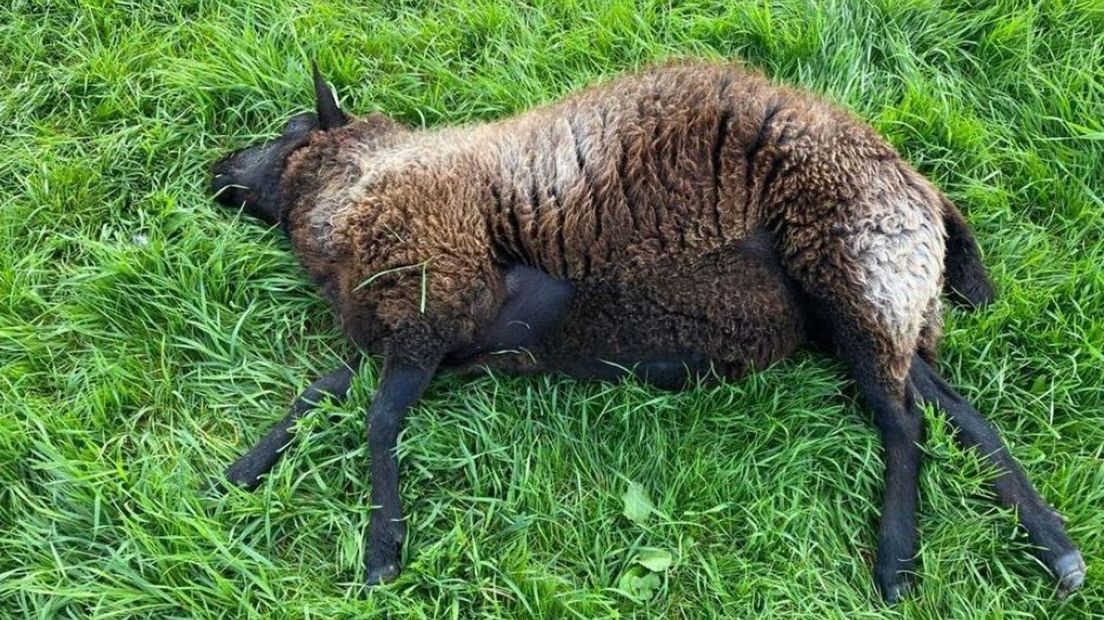 Een van de gedode schapen na de aanval in Elspeet.