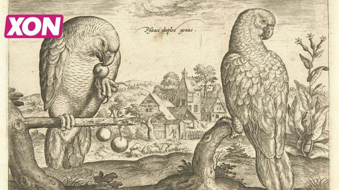 Twee papegaaien in een landschap, Adriaen Collaert, 1598 - 1602_collectie Rijksmuseum