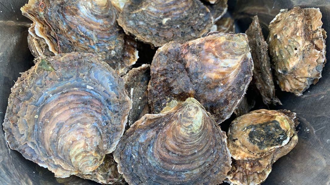 Oesters