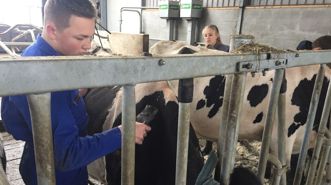 Helpen met koeien scheren na diefstal op kaasboerderij