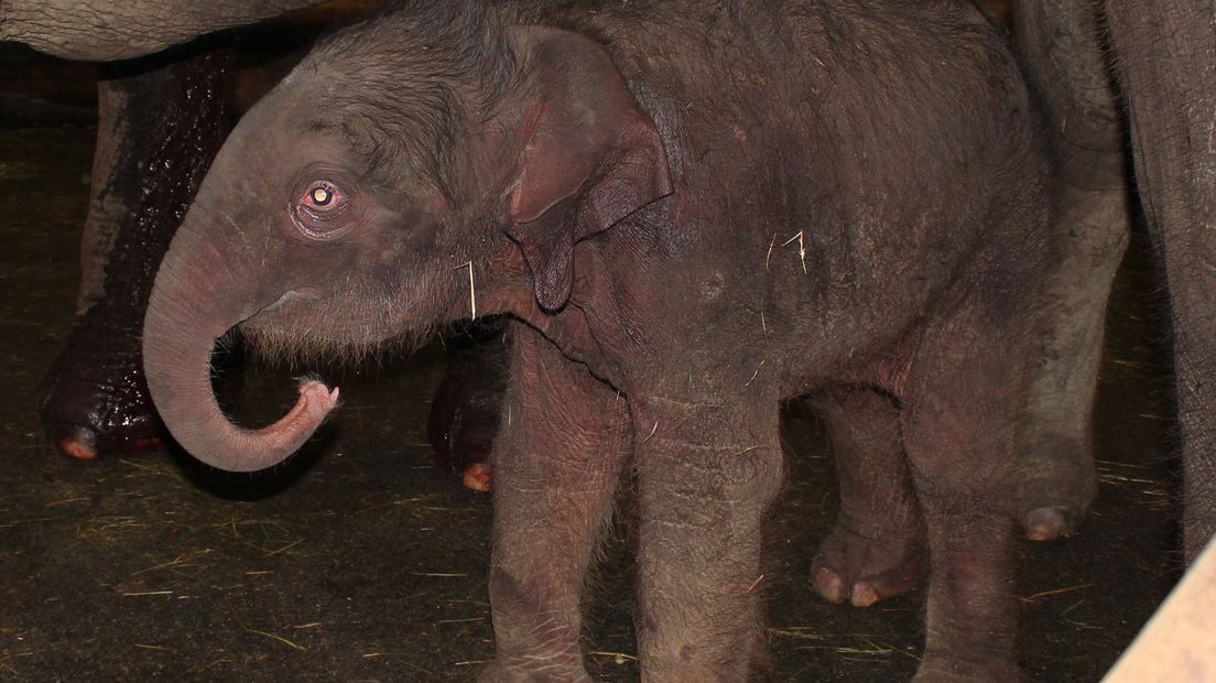 Het pasgeboren olifantje