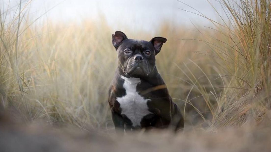 Xena dierenasiel WAlcheren