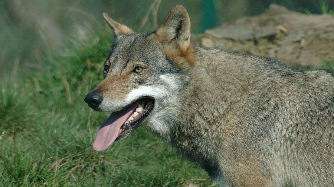 Wolf Jan van der Straaten