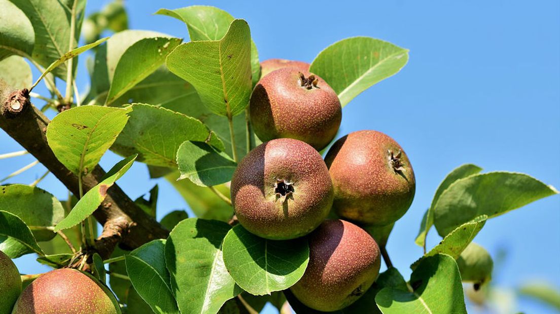 Appelbomen maken onderdeel uit van een voedselbos (Rechten: Pixabay)