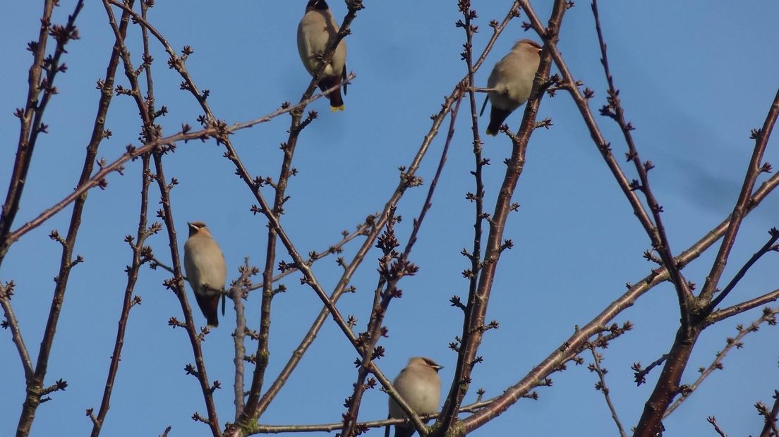 Vogelliefhebbers hebben woensdagmiddag in Apeldoorn tot hun vreugde een groep pestvogels gespot. Enkele fotografen met grote lenzen kwamen snel op de zeldzame vogels af.