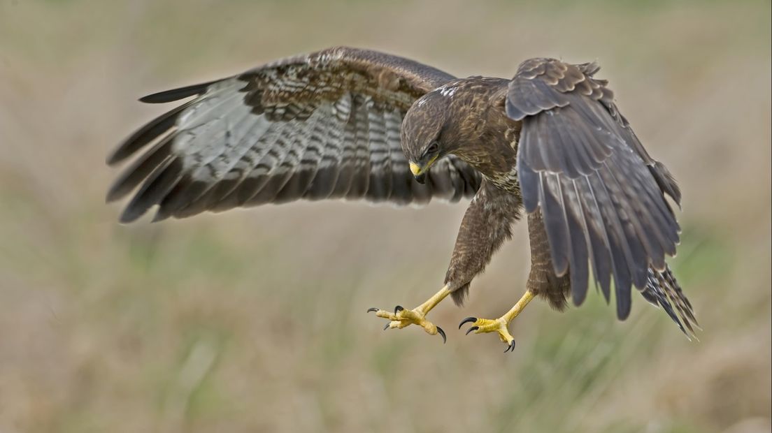 Een agressieve buizerd houdt momenteel de gemoederen in Saasveld volop bezig