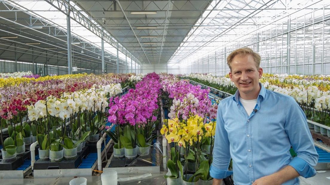 Kweker uit Erica stopt met orchideeën wegens energieprijzen: ‘Dat beslis je niet zomaar’