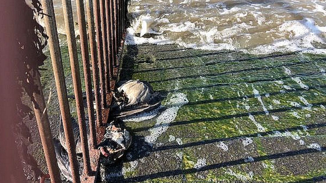 Twee vogelgriepslachtoffers bij Termunterzijl