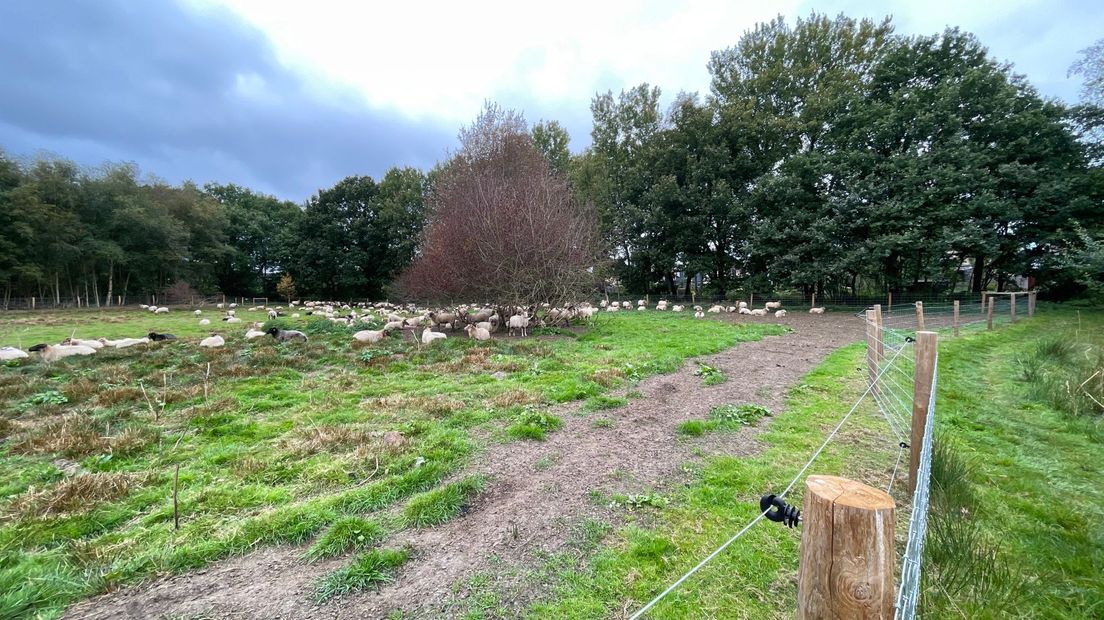 Schapen Marsdijk