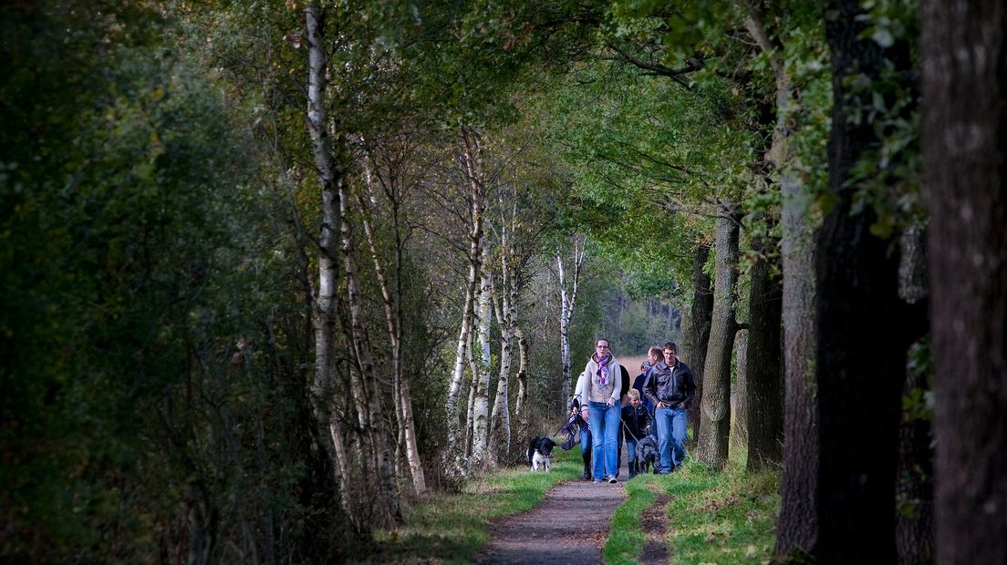 Het Ruinerworld is een bos met een bijzondere geschiedenis (Rechten: Ilvy Njiokiktjien/ANP)