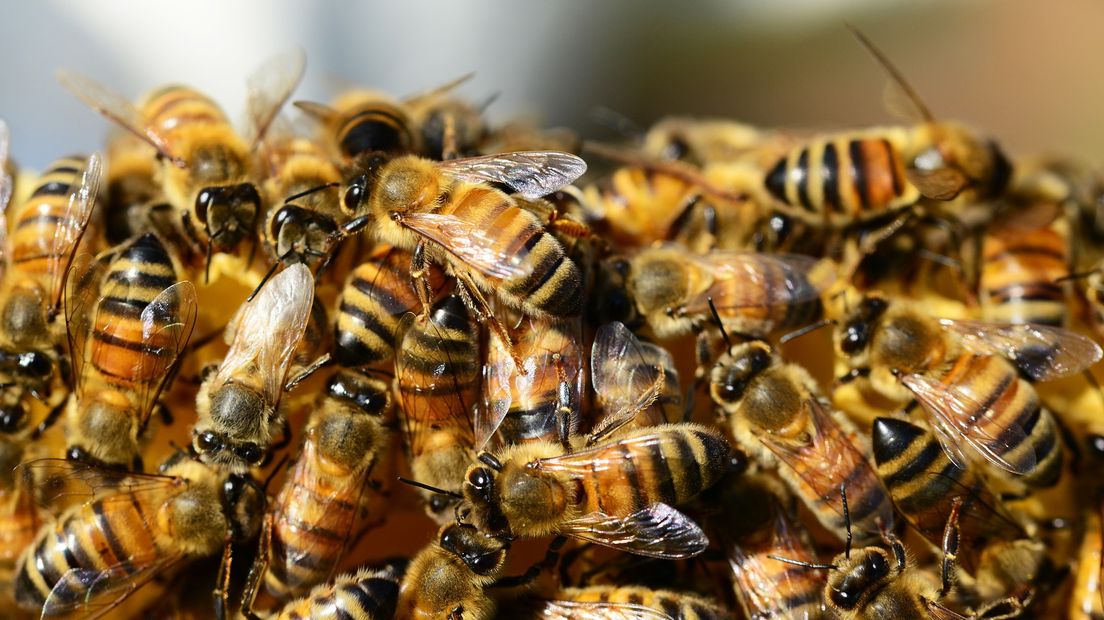 Vanwege besmettingsgevaar zijn bijenvolken geruimd (Rechten: Pixabay.com)