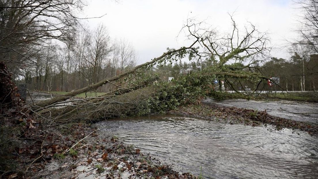 Stormschade: Bomen Vallen Om En Dakpannen Waaien Weg - RTV Oost