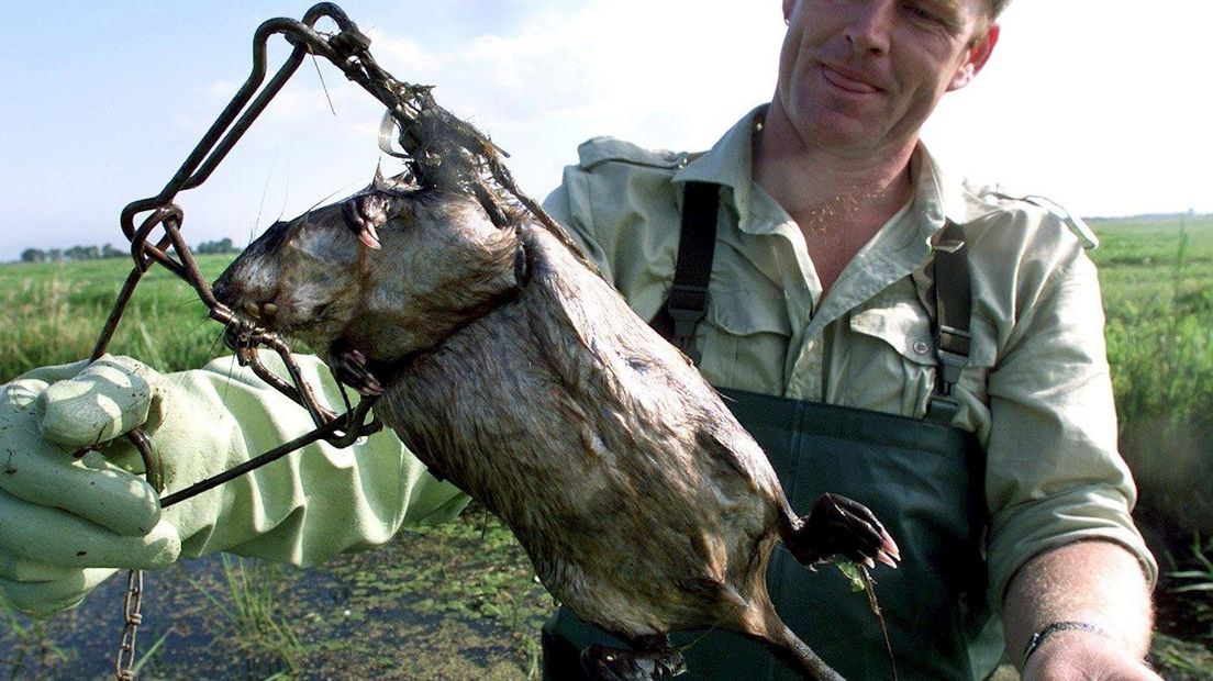 Bestrijding Muskusrat moet doorgaan