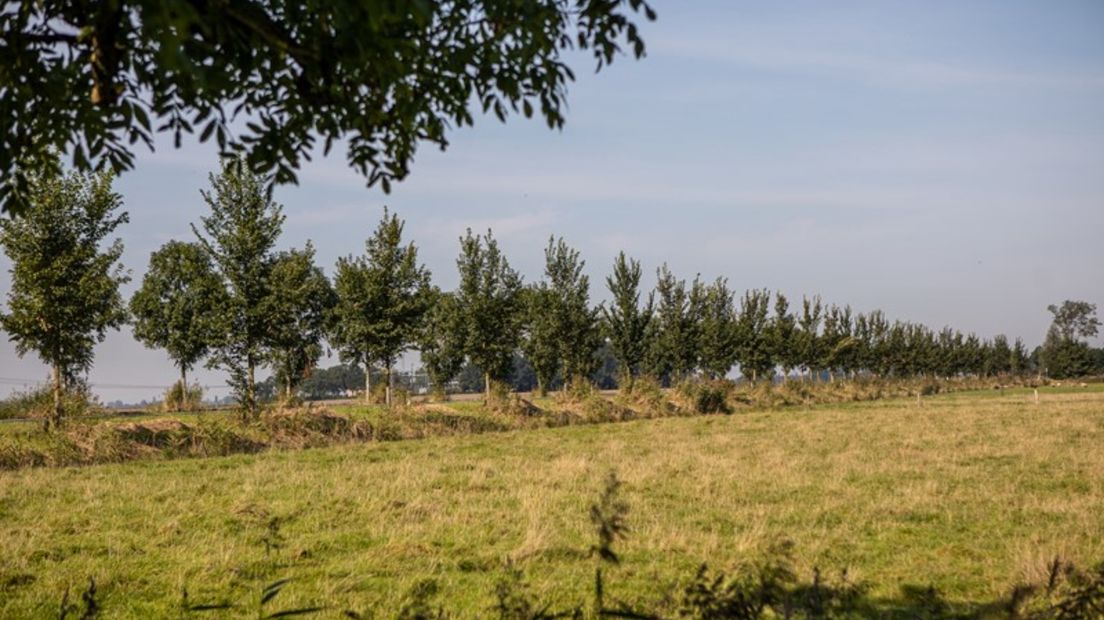 Iepen in het waddengebied
