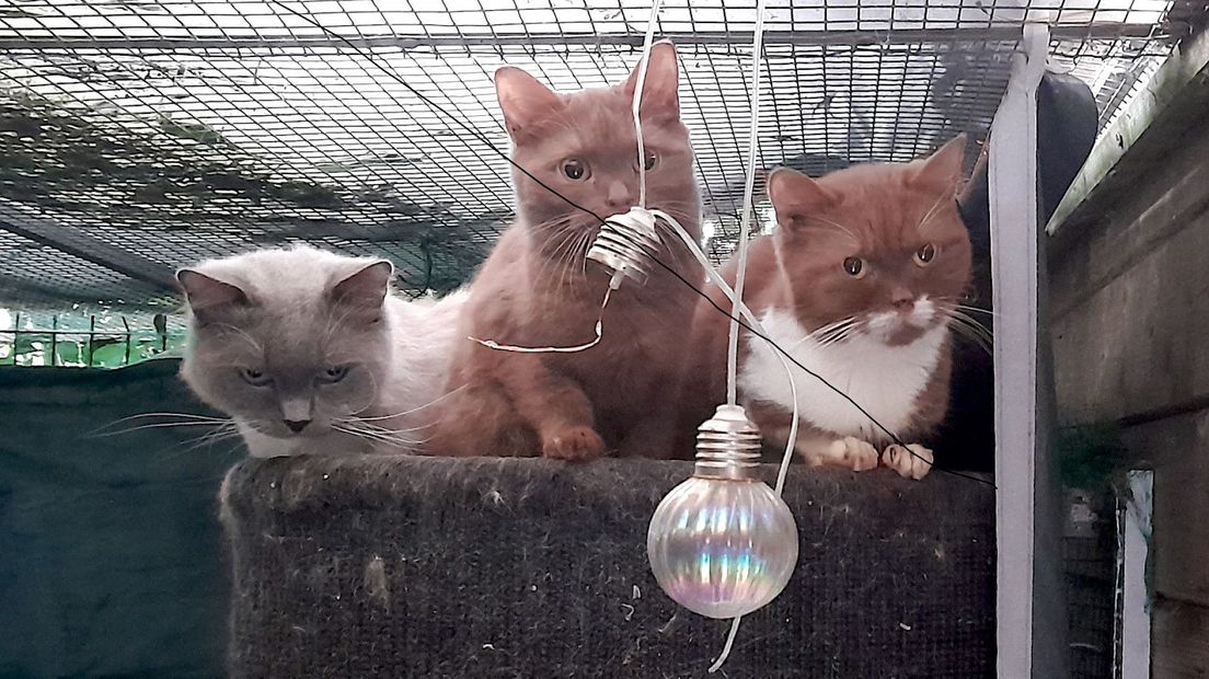 Enkele katten die werden aangetroffen in de portiekwoning in Gouda