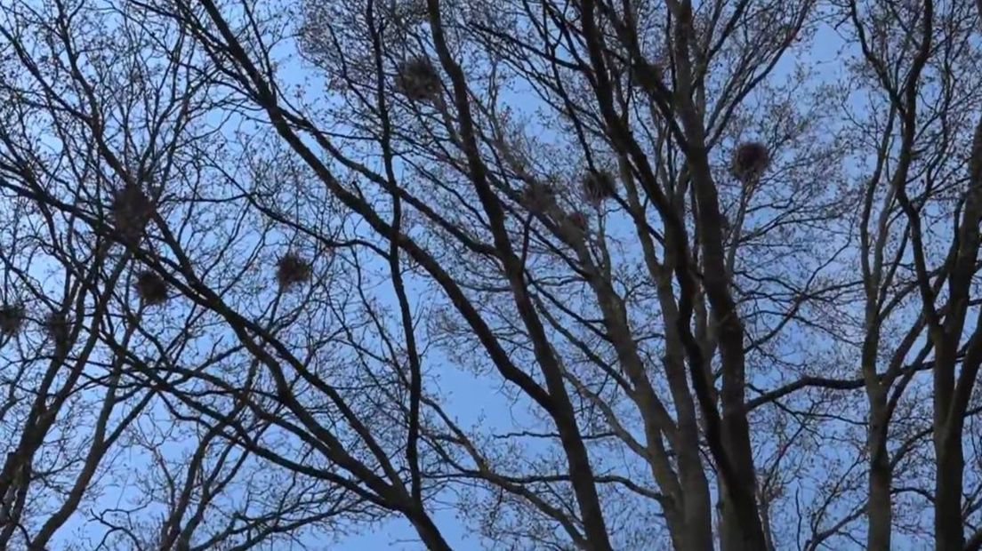 Roekennesten aan de Auwemalaan in Leek