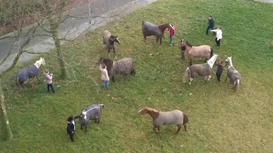De losgebroken paarden in Zwolle
