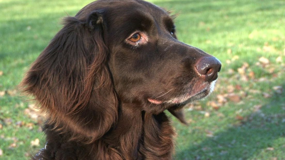 Hond Centa