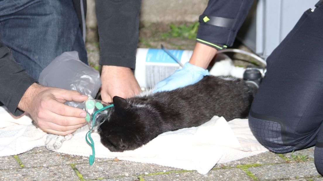 De kat werd door de brandweer gered en moest aan de beademing.
