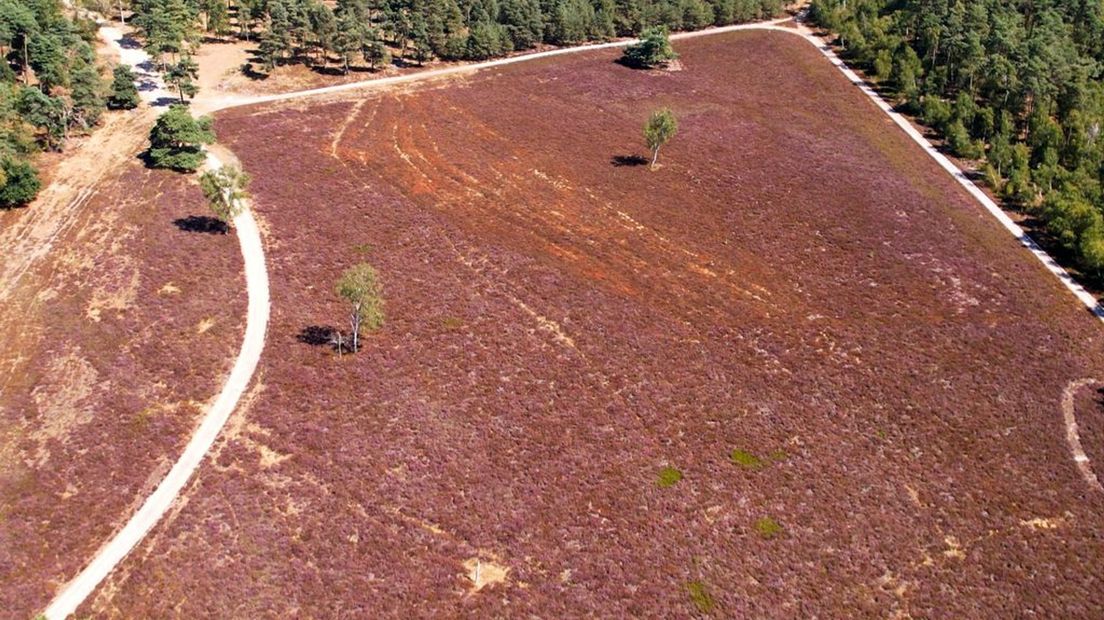 De (iets minder) paarse Wezepsche Heide.