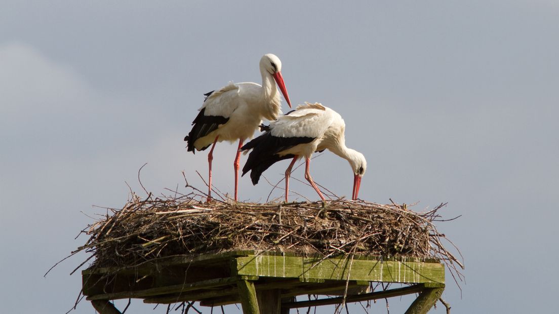 Het livestream-project 'Beleef de lente' van de Vogelbescherming gaat vanavond weer van start. Negen camera's staan gericht op negen vogelnesten.