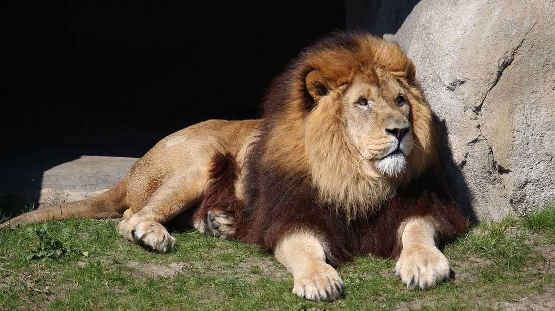 Lion male Dudley dies in Wildlands