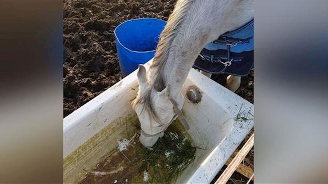 De in beslag genomen dieren van de eigenaresse van de Enschedese paardenopvang