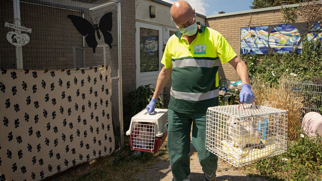De dieren werden eerder deze maand uit een vieze bungalowwoning in Bunschoten gehaald.