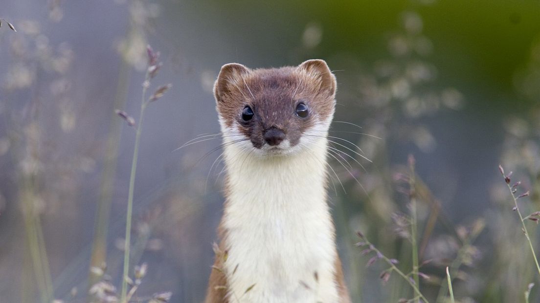 Dankzij een slimme uitvinding van Assenaar Matthijs Smaal kunnen marterachtigen nu onderzocht worden (Rechten: Free Nature Images/Mark Zekhuis)