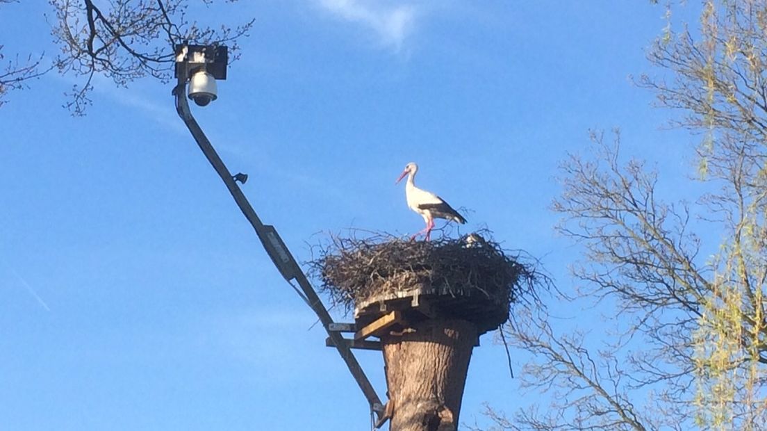 Ooievaars op het nest (Rechten: RTV Drenthe / Hielke Meijer)
