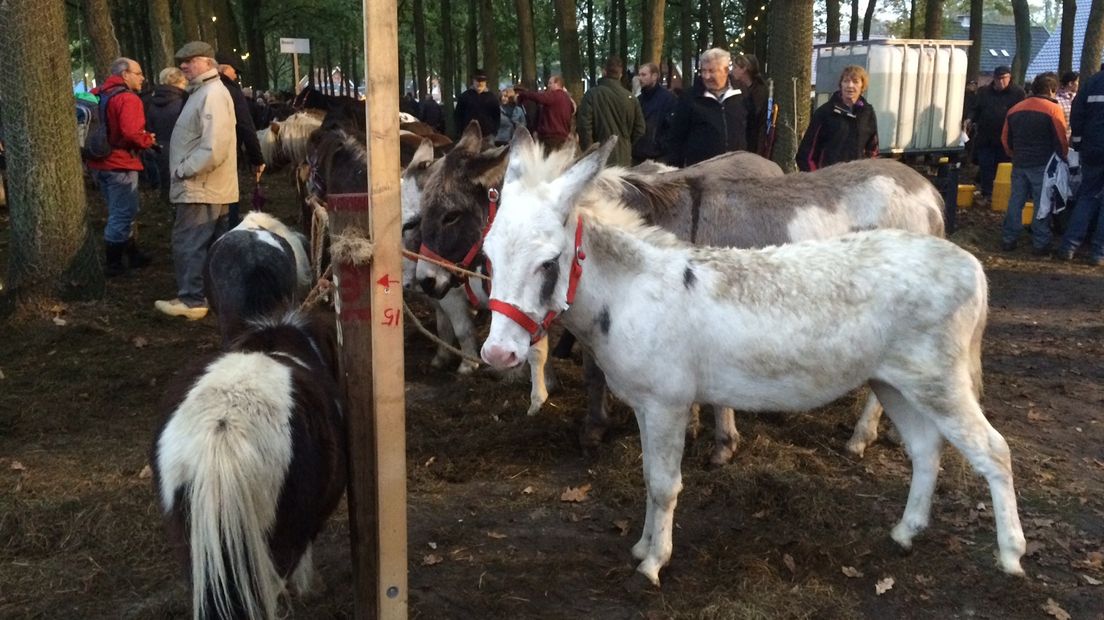 Tussen de 1500 en 2000 paarden, pony's en ezels worden tijdens de Zuidlaardermarkt verhandeld