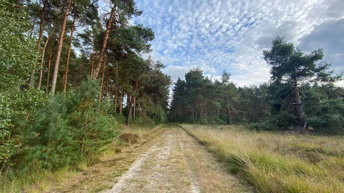 Rechterense Veld