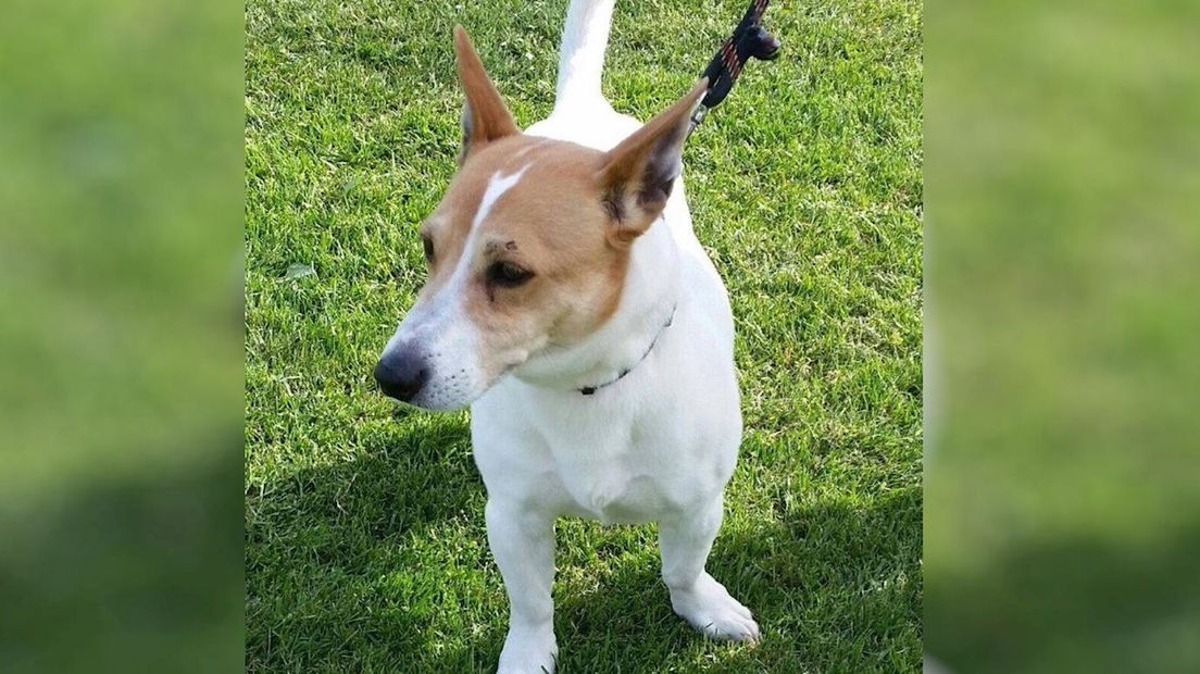 De Jack Russel die gevonden is op het station