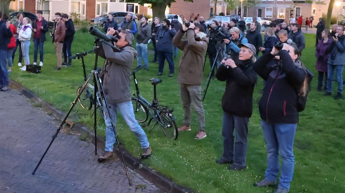 Vogelspotters kijken naar een dwergooruil in Delft