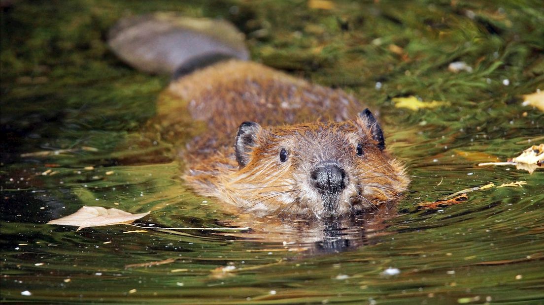 Bever is terug in de Dinkel