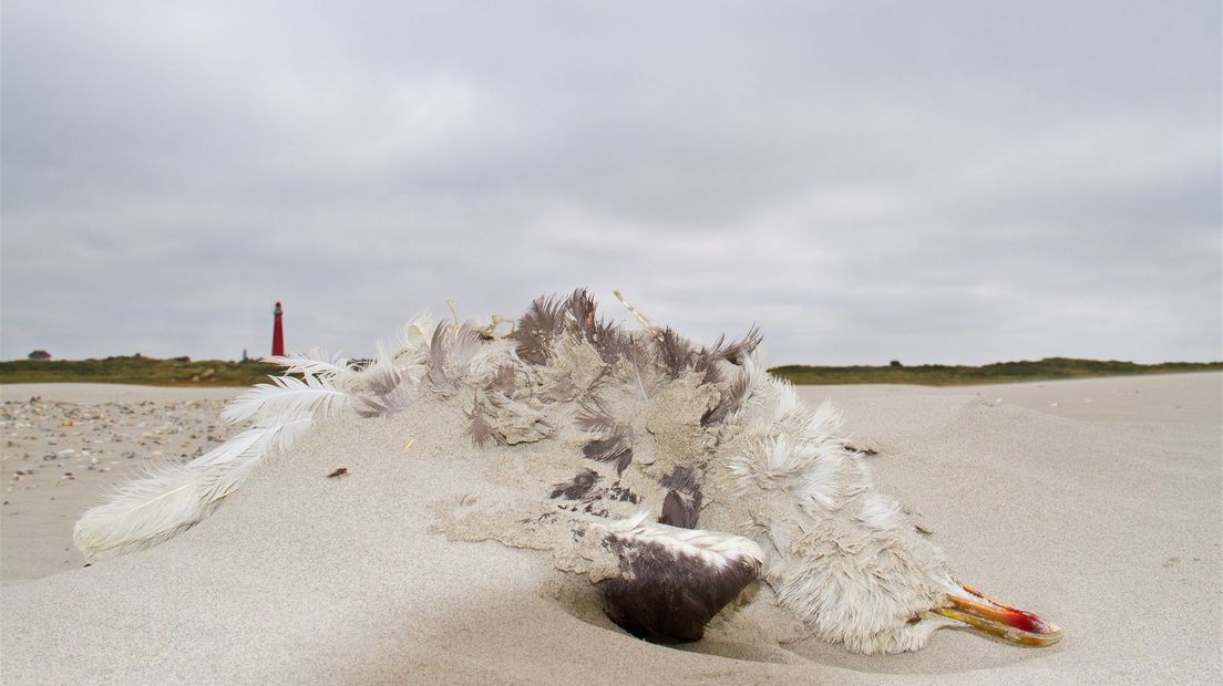 Een aangespoelde dode meeuw op het strand