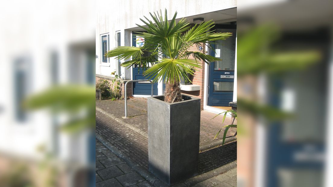 De gestolen palm van Piet Balm: "Hij is net gesnoeid dus er zitten nu wat minder bladen aan dan op de foto."