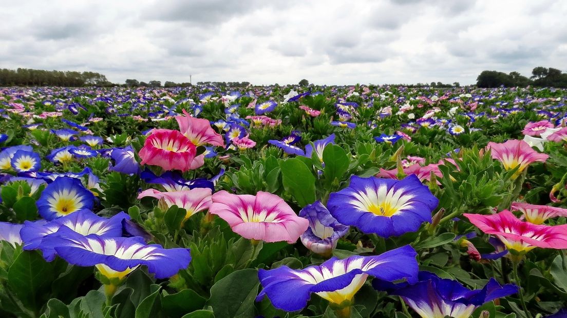 Een veld vol petunia's