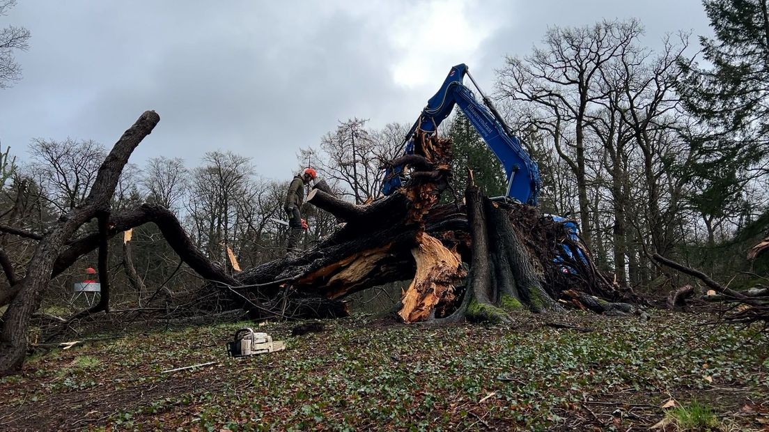 De lindeboom staat weer rechtop.