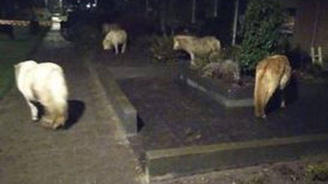 Pony's lopen los door de wijk in Eerbeek