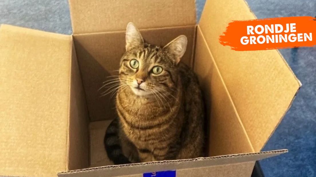 Pluk was een echte dozenkat. En een puzzelkat.