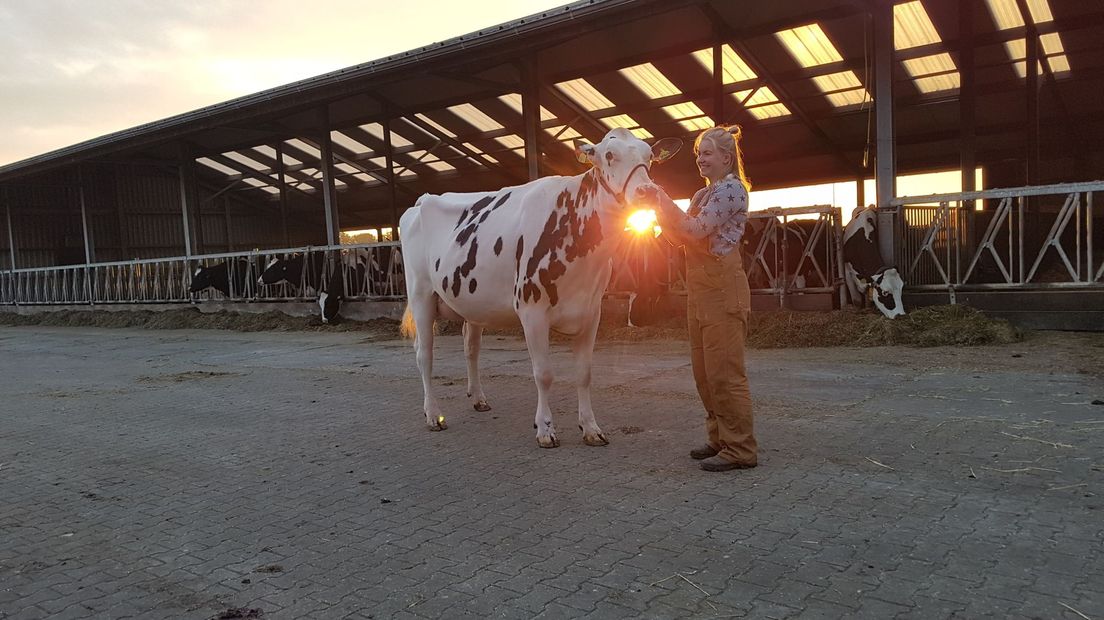 Welke koe is het beste paard van stal? - RTV Drenthe