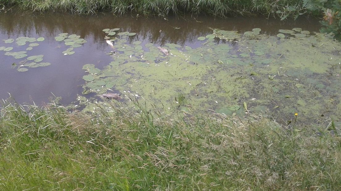 Veel dode vis in Hollandse Graven