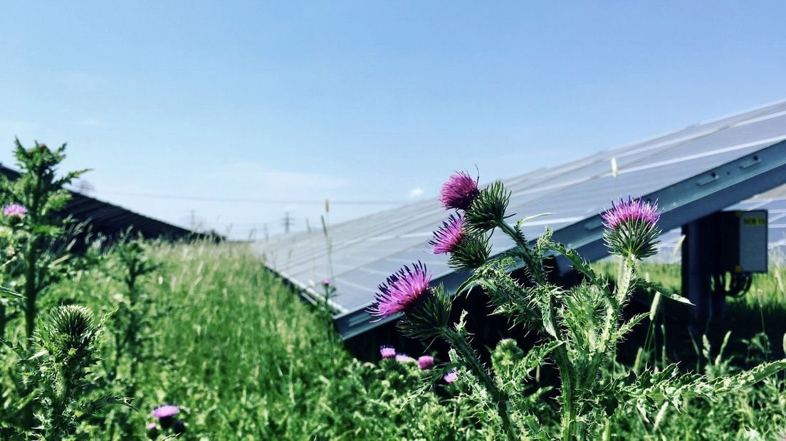 Zonnepark Vierverlaten bij Hoogkerk blijkt een insectenparadijs