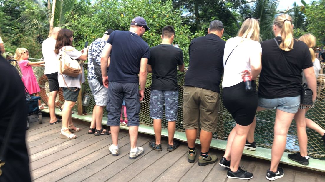 Bij Burgers' Zoo zwemt een bijzonder zeekoe die iedereen graag wil zien.